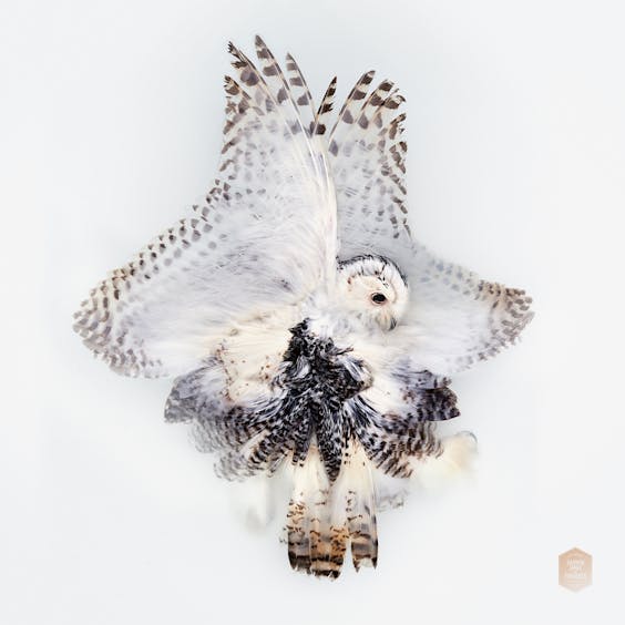 ‘Unknown Pose by Snowy Owl’, 2016;