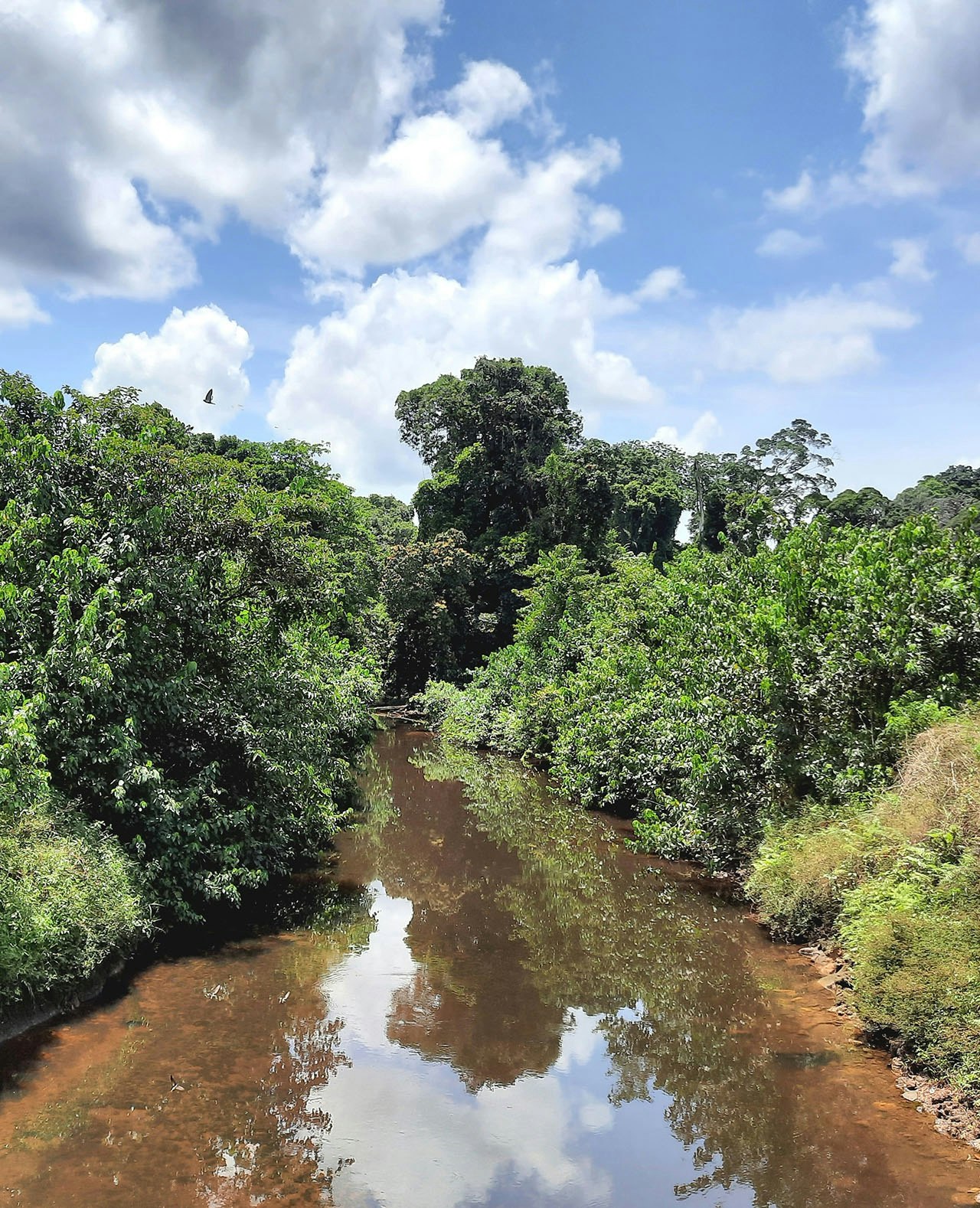 In Liberia staat nog steeds relatief veel bos overeind. Door de burgeroorlog, die tot 2003 woedde, was het land lange tijd te gevaarlijk en te instabiel om te investeren in grote plantages.