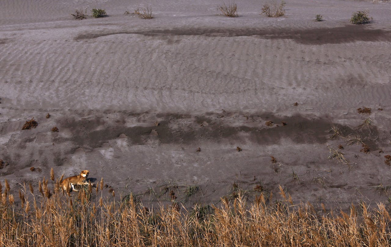 Een hond houdt zich op bij een hoop afvalgrond, afkomstig van de winning van zeldzame aardmetalen in Binnen-Mongolië.