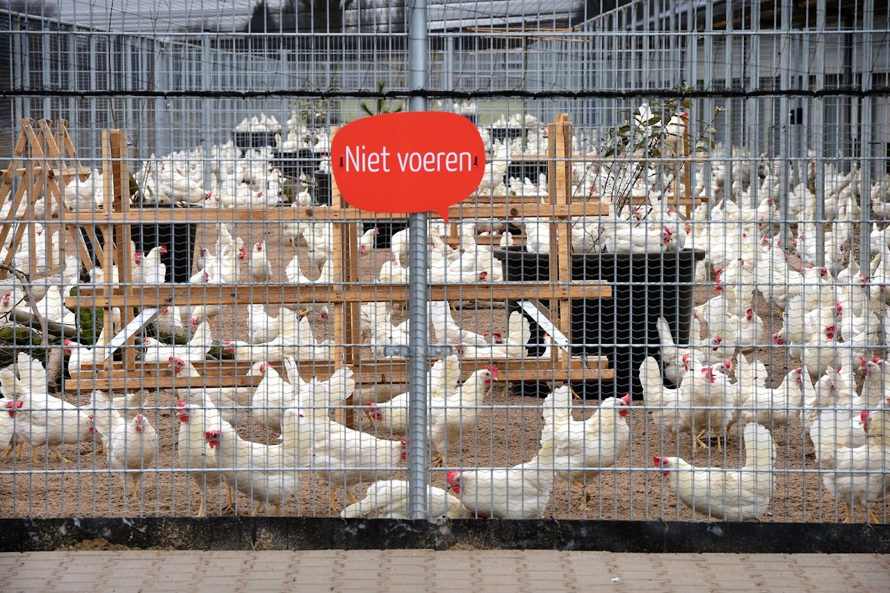 Duurzame eierproducent Kipster heeft succes met een circulaire aanpak.