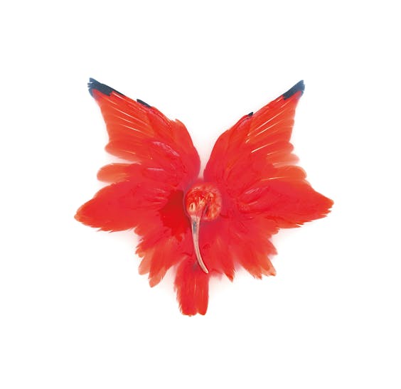 Sinke & van Tongeren, ‘Scarlett Ibis’, 2016, archival pigment print, 170 x 170 cm.