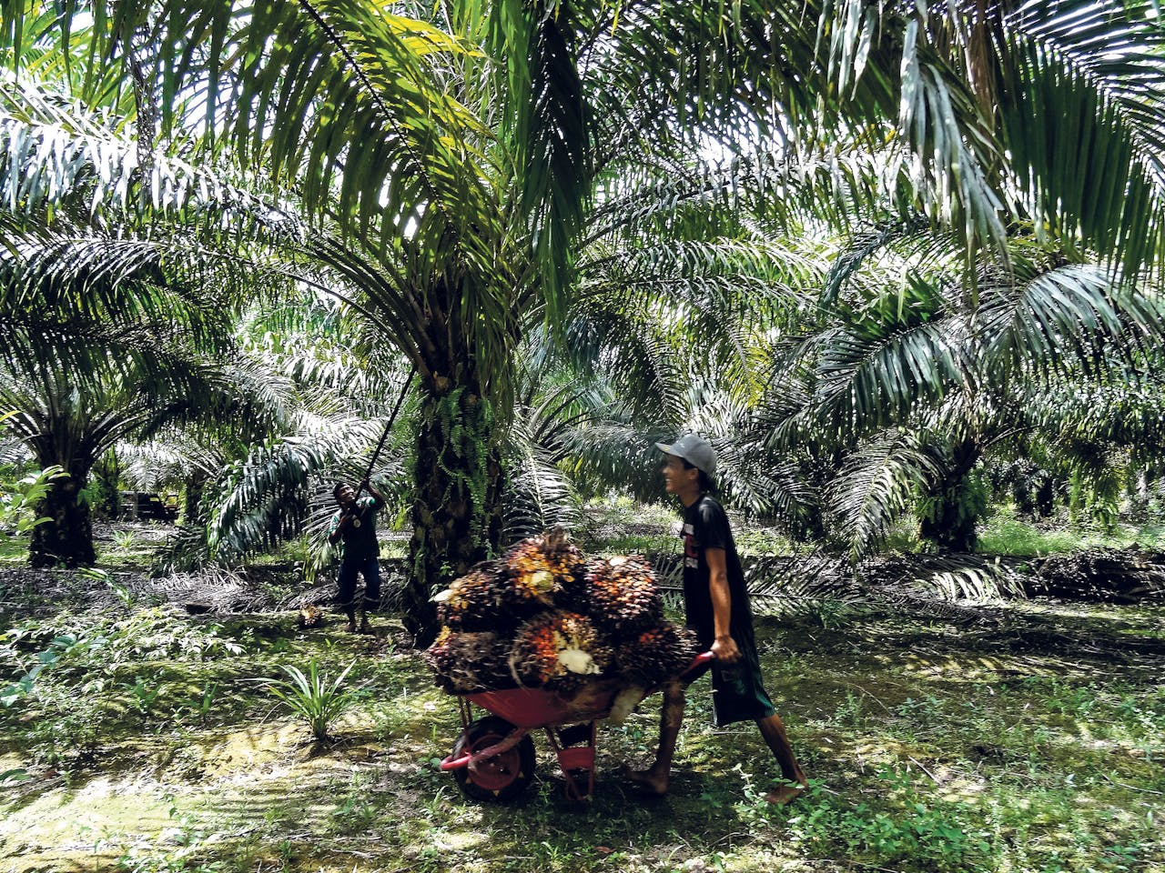 De groeiende wereldvraag naar palmolie heeft op Kalimatan en Sumatra een jacht op land ontketend.
