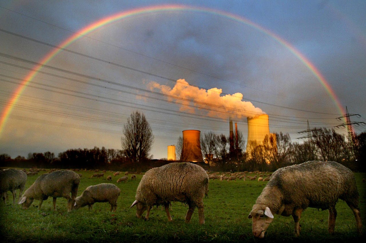 Een kudde schapen graast vlakbij een kolencentrale.