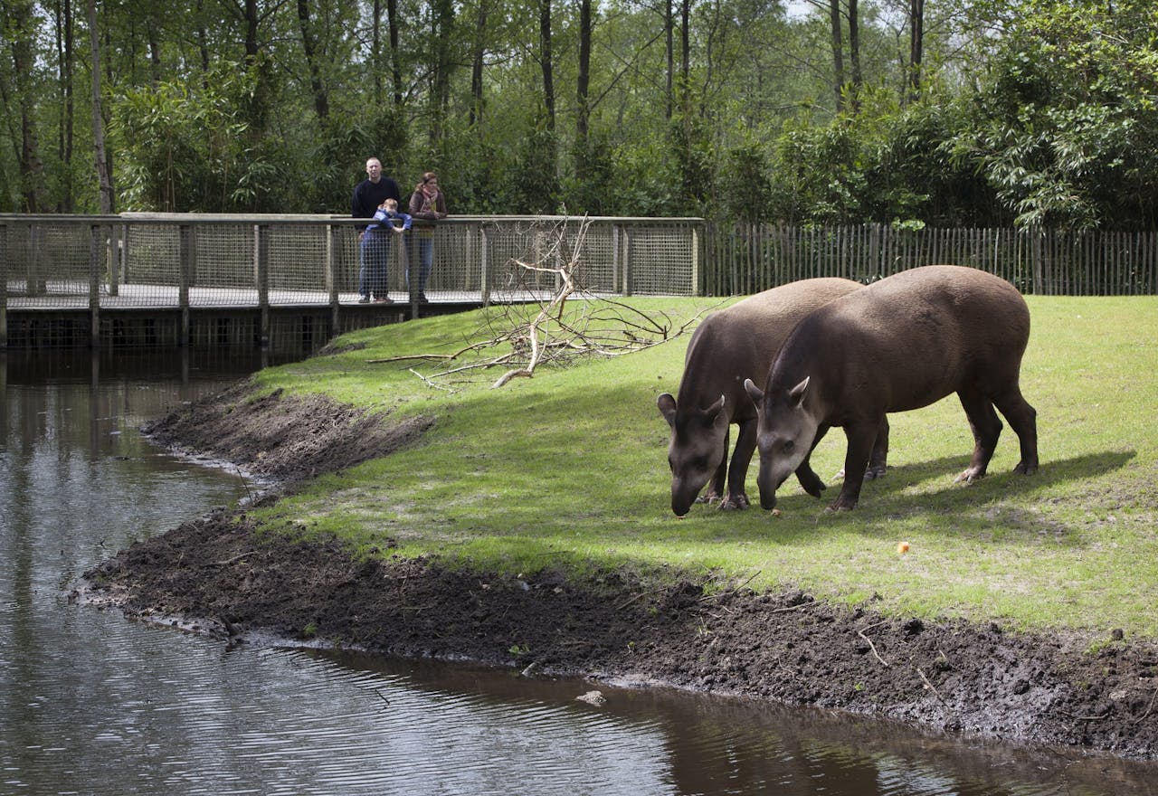 Het verblijf van de tapirs in dierenpark Aqua Zoo in Leeuwarden