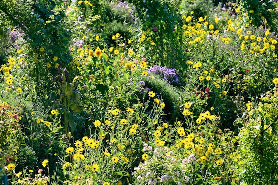 De tuin van Claude Monet in het Franse Giverny. Monet schilderde de laatste twintig jaar van zijn leven uitsluitend zijn tuin.