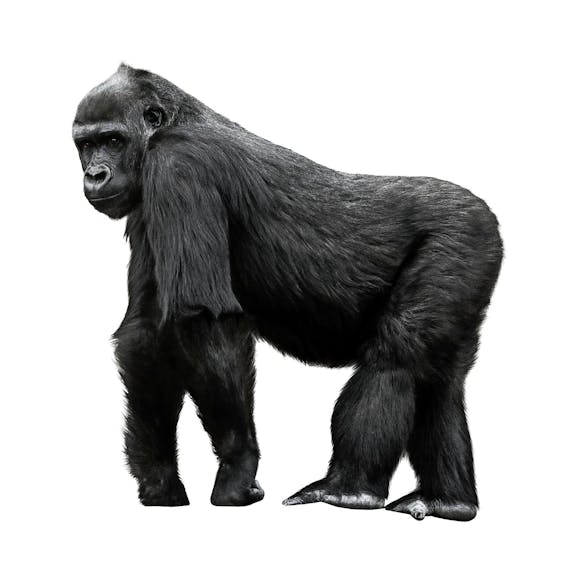 Volgens de Nieuw-Zeelandse wielrenner Greg Henderson is zijn sport zoiets als ‘worstelen met een gorilla. Je stopt niet als je moe wordt. Je stopt als de gorilla moe wordt.’