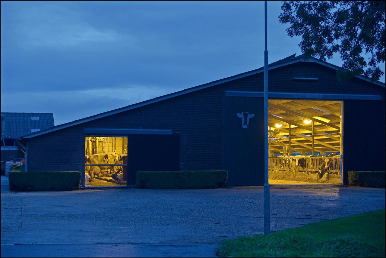 De provincie Friesland profiteert sterk van de zuivelhausse. Producenten willen dicht bij de melkveehouders zitten. Foto: Hollandse Hoogte/Flip Franssen