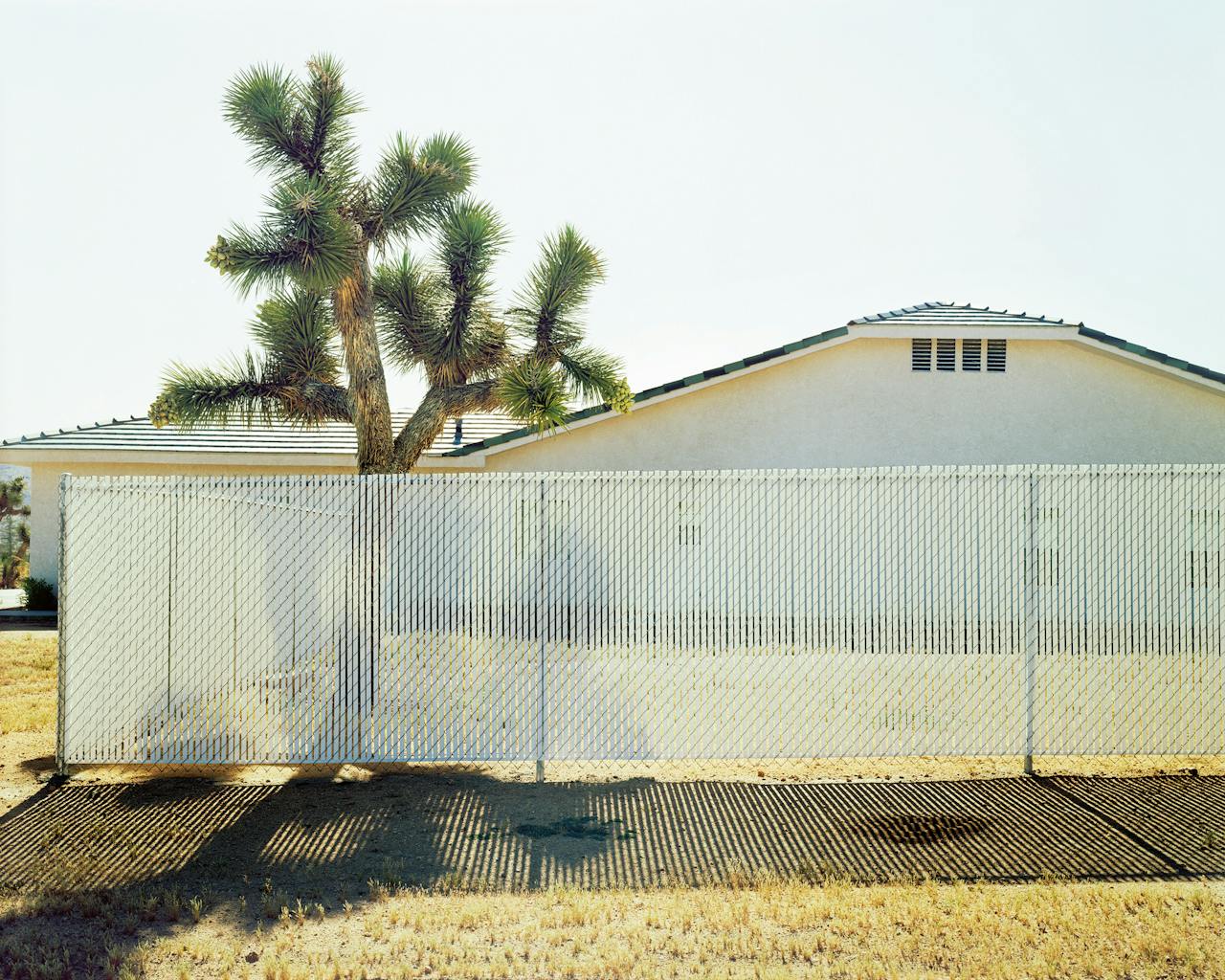 ‘Joshua Tree #1 (CA)’, 2002. De inheemse boom dankt zijn naam aan de mormonen, die vonden dat hij lijkt op de profeet die met zijn armen naar de hemel reikt.