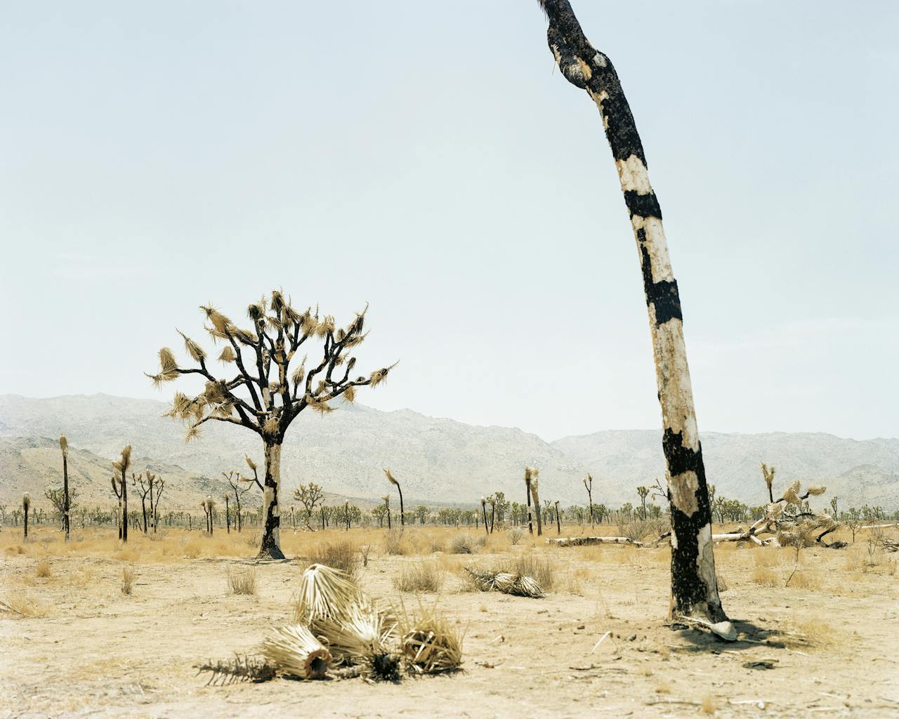 ‘Joshua Tree #2 (CA)’, 2002. Joshua Tree is ook de naam van een nationaal park en een plaats in Californië.