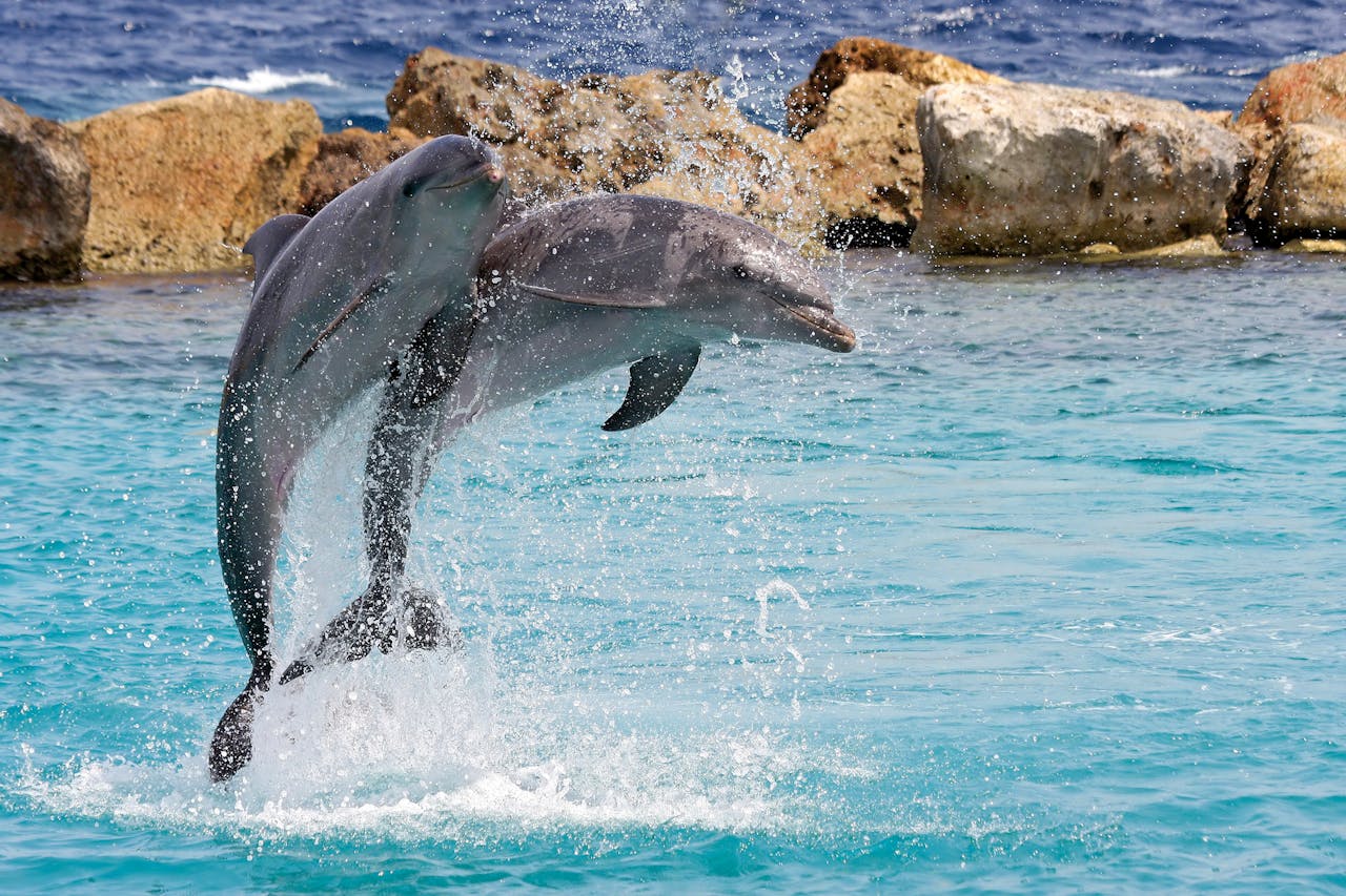 Dolfijntherapie op Curaçao.