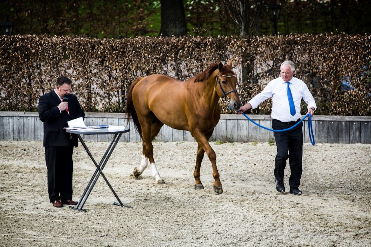 Paard London wordt in 2014door de bank geveild na een faillisement van stal Eurocommerce in Lochem. Foto: Jiri Buller
