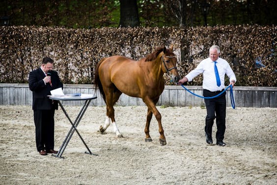 Paard London wordt in 2014door de bank geveild na een faillissement van stal Eurocommerce in Lochem. Foto: Jiri Buller