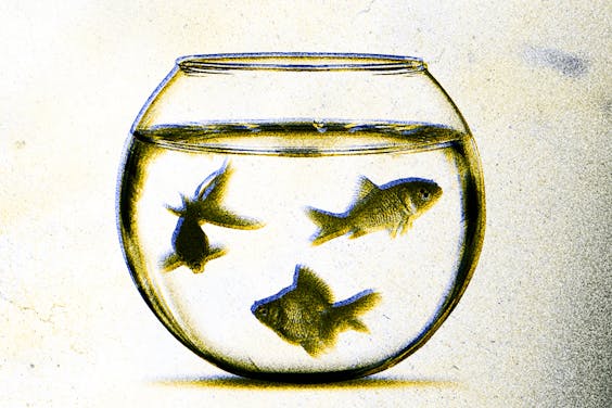 Net als de vis die niet beseft wat water is, vinden Europeanen hun referentiekaders zo vanzelfsprekend dat ze zijn vergeten hoe bijzonder ze zijn.
