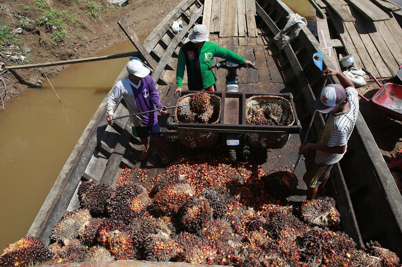 Arbeiders verladen de oogst aan palmolievruchten op de Musi River in het zuiden van Sumatra in Indonesië. De olie van de vrucht is een geliefde grondstof voor tal van producten, maar voor de palmolieplantages zijn al miljoenen hectares tropisch regenwoud gekapt, of in brand gestoken.
