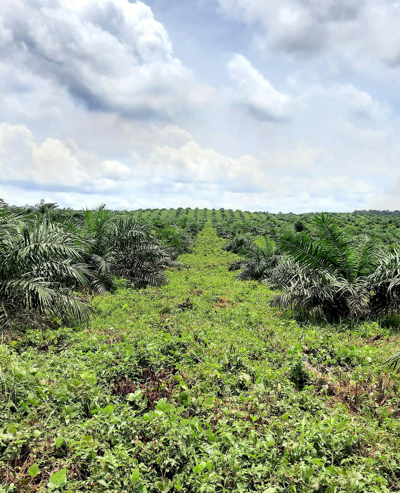 De palmolieplantage van Golden Veroleum nabij Butaw. De plantage oogt groen, maar ecologisch gezien is het een woestijn.