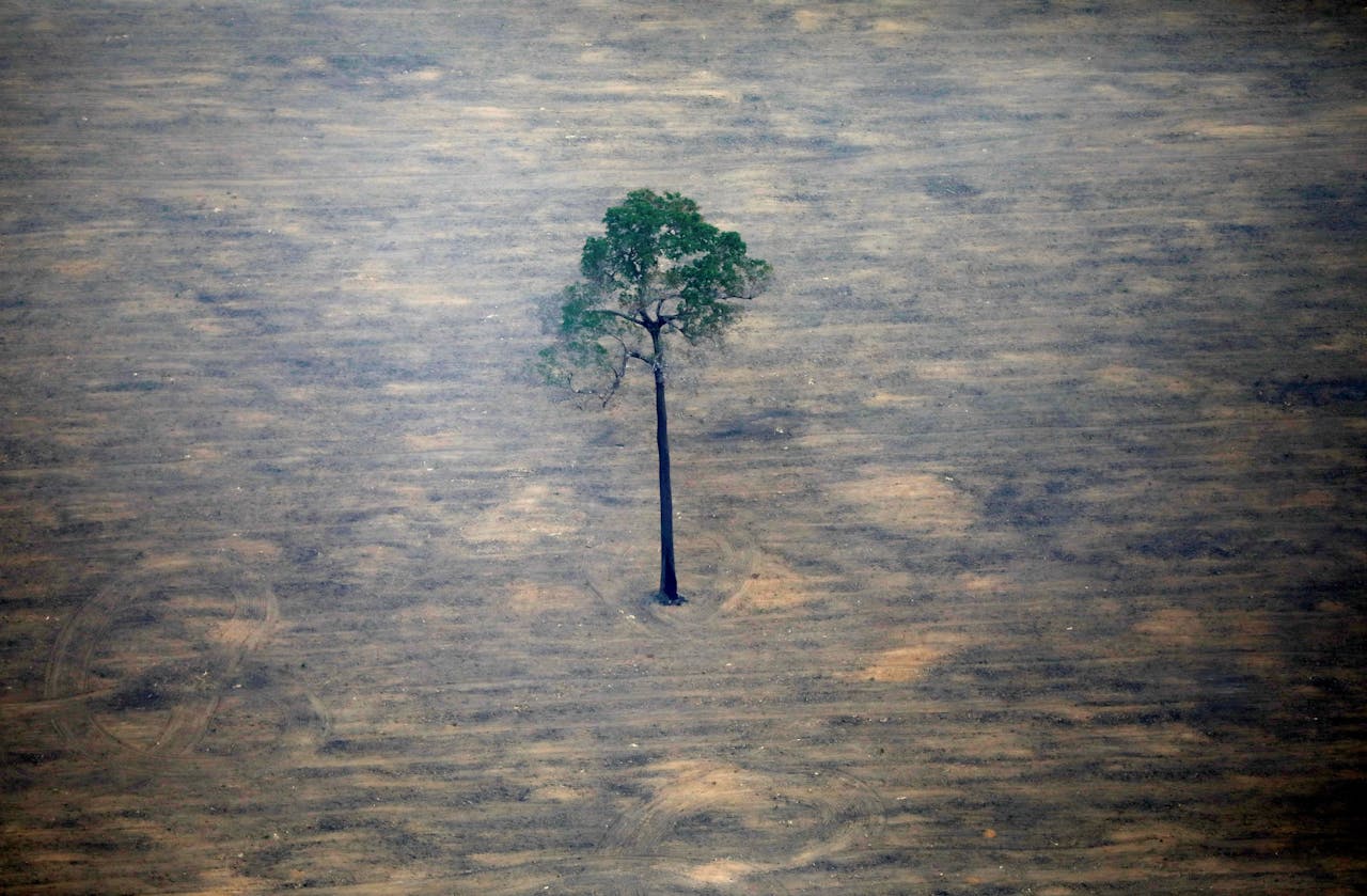 Ontbost Braziliaanse regenwoud als gevolg van de bosbranden.