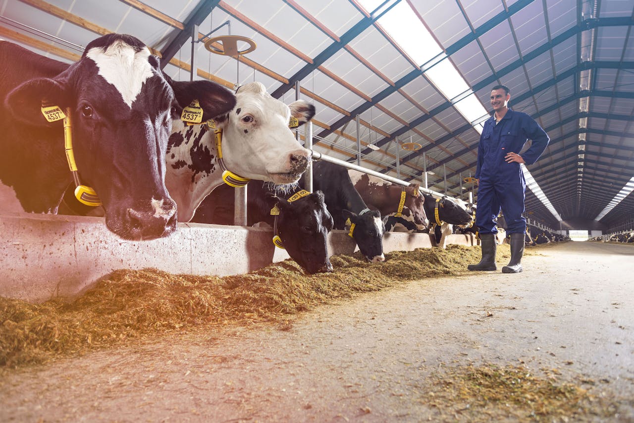 Nedap levert onder meer een fitbit die koeien als halsband kunnen dragen, en waarmee boeren de gezondheid van hun dieren kunnen monitoren.