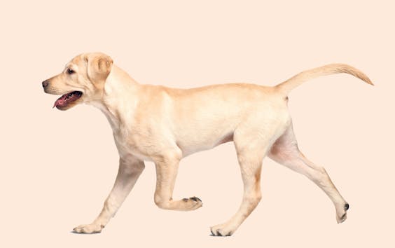 Lichtblonde honden zoals Labrador Popeye zijn extra vatbaar voor allergieën net als blonde mensen.