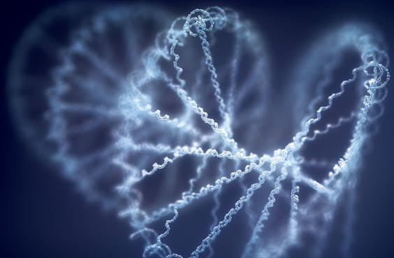 Model van DNA, dat het erfelijk materiaal van alle levende organismen en virussen bevat. Met de code van DNA wordt RNA gemaakt.