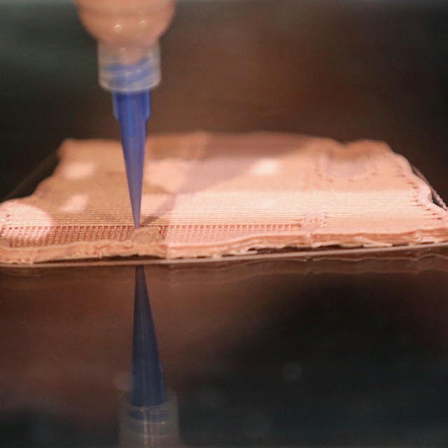 I carnivori spagnoli si mangiano a vicenda crudi I carnivori spagnoli si mangiano a vicenda crudi