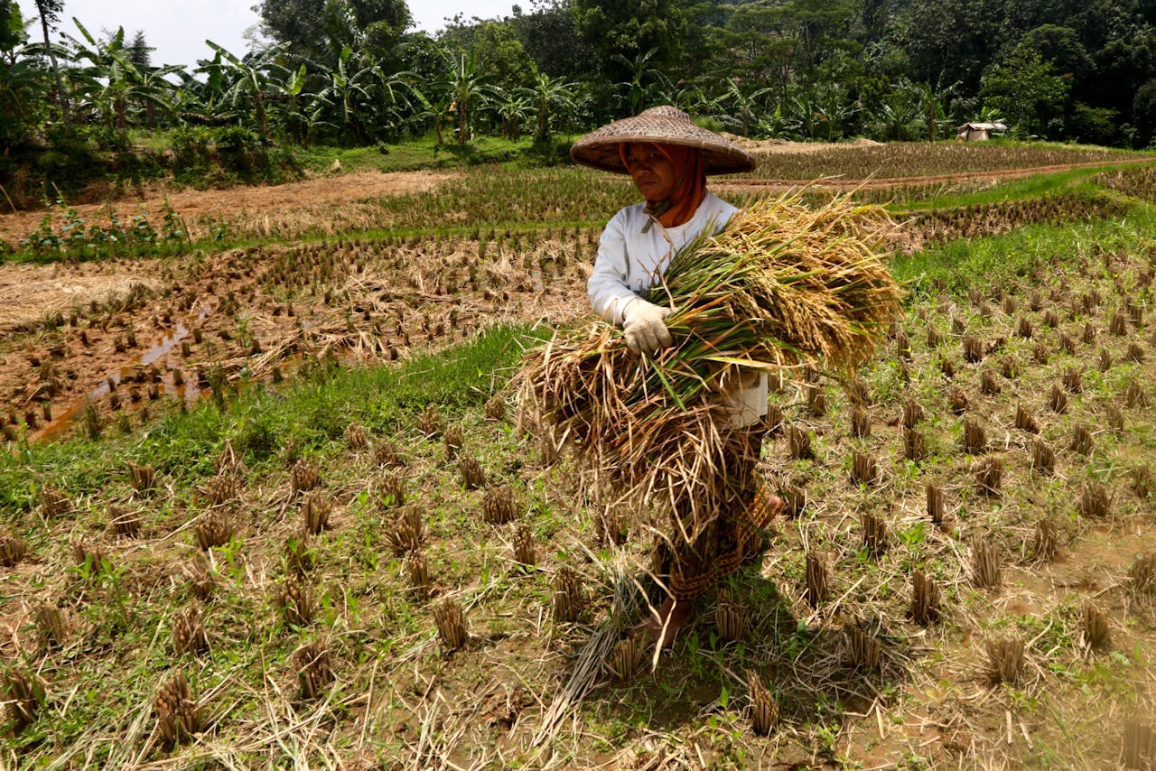 Een boer in Bogor in Indonesië haalt de rijstoogst binnen.