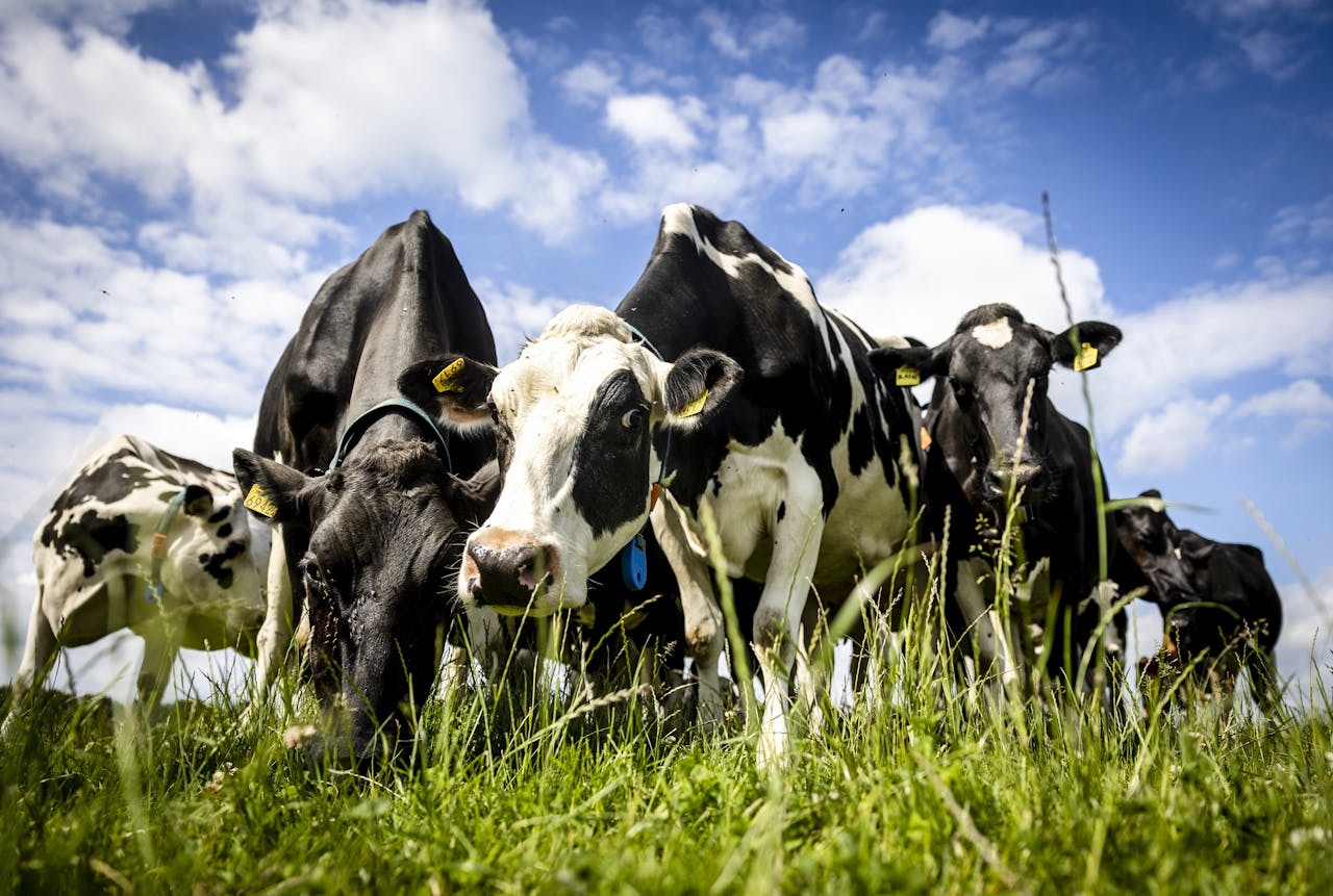 Melk van koeien is voedzaam, maar brengt wel een groot landverbruik met zich mee. Is plantaardige melk een goed alternatief?