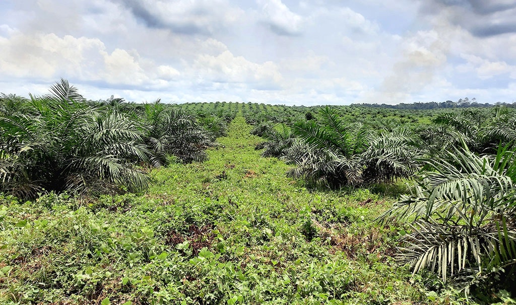 De palmolieplantage van Golden Veroleum nabij Butaw. De plantage oogt groen, maar ecologisch gezien is het een woestijn.