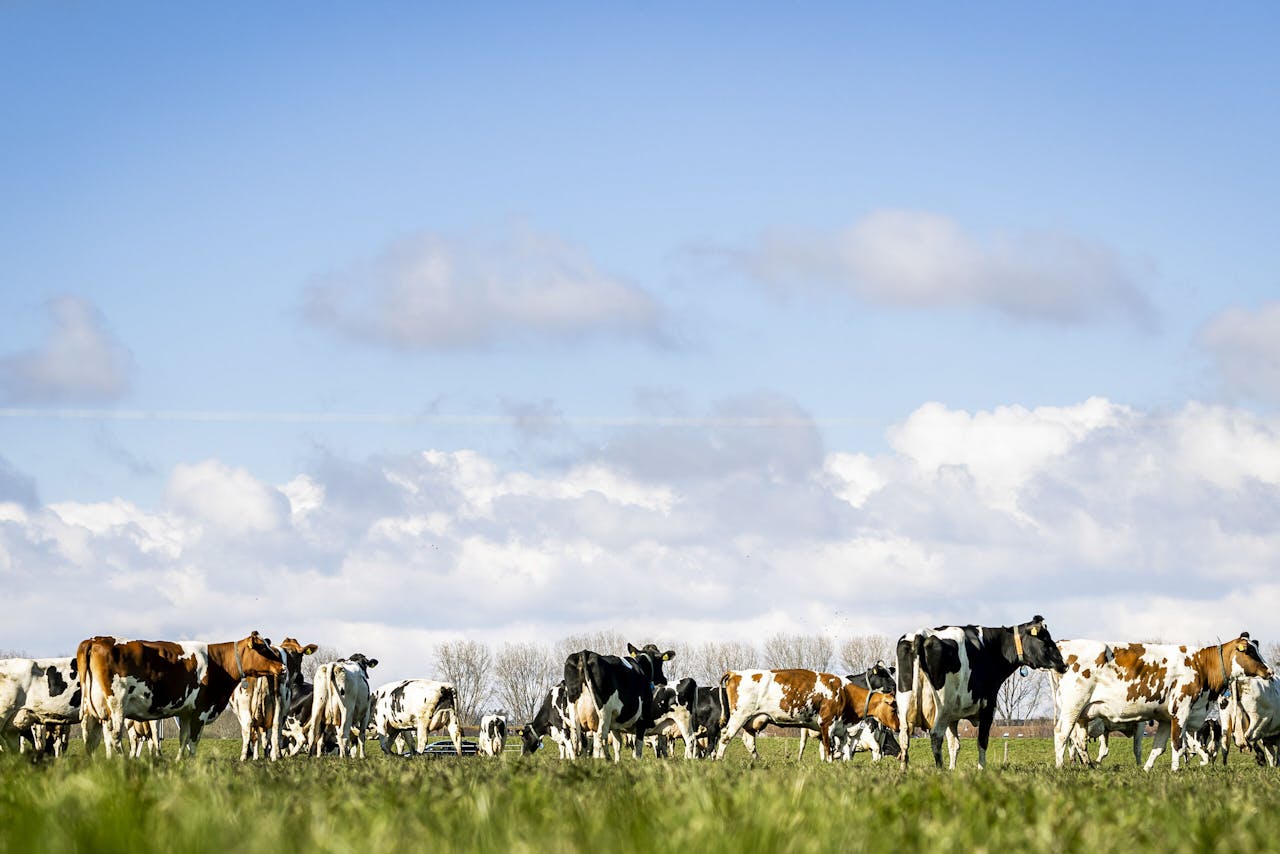 In de Nederlandse rundveesector wist Agrifirm zijn marktaandeel te vergroten.
