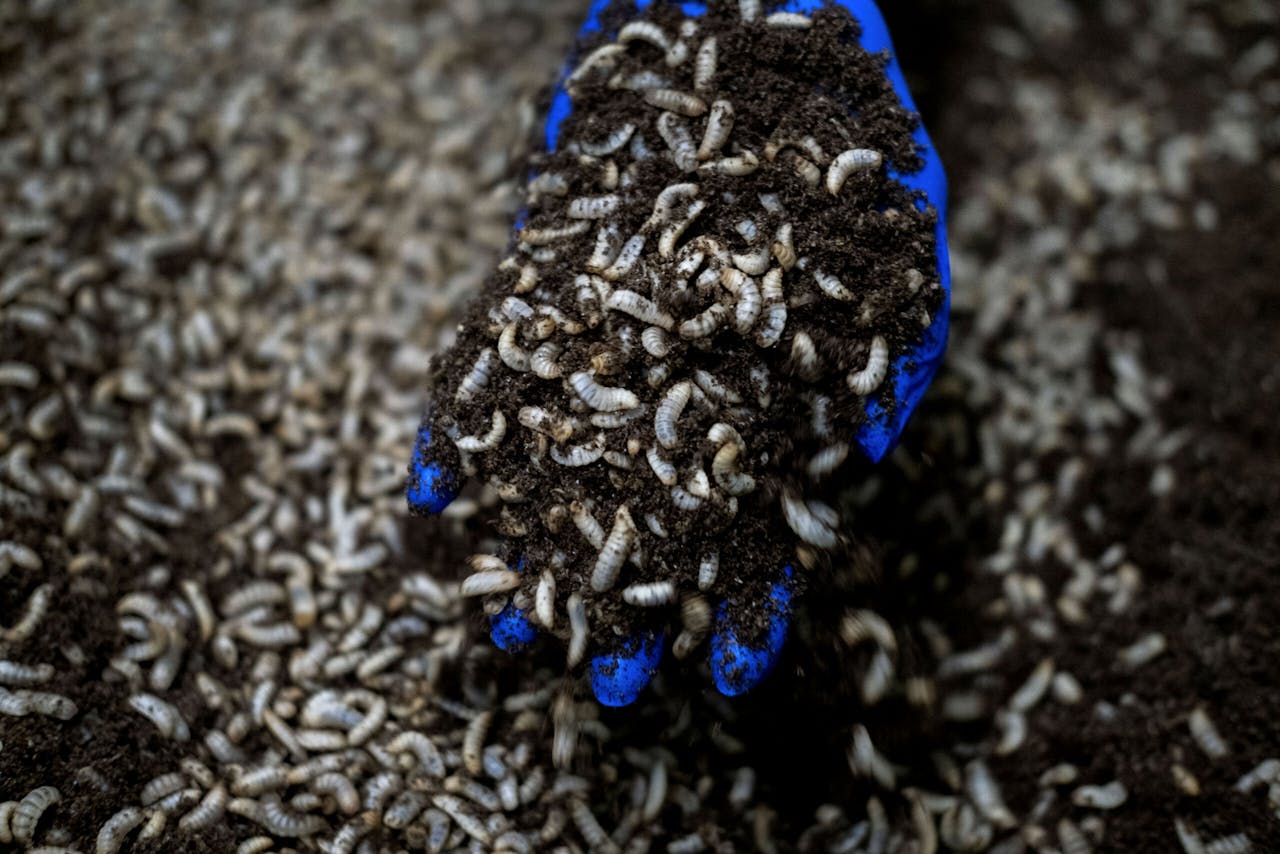 Larven van de zwarte soldaatvlieg in een bak met voedsel van reststromen. Daar groeien ze in op voor ze 'geoogst' worden.