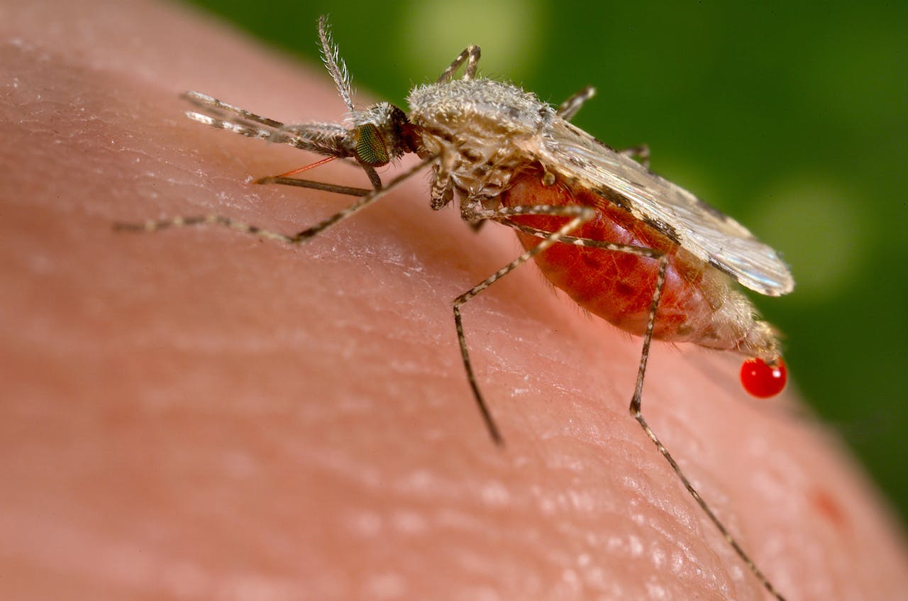Malaria wordt overgebracht door muggen.