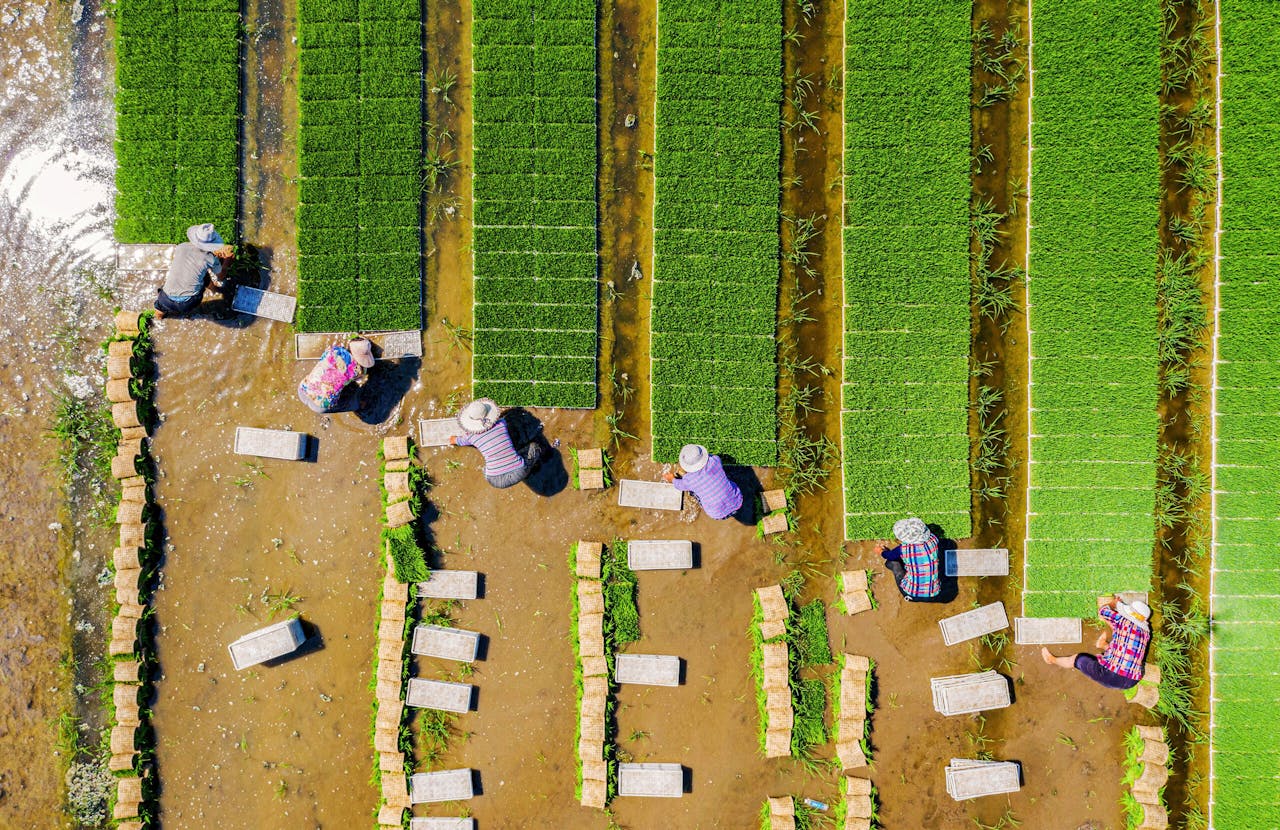 Boeren planten rijst in Haian, Jiangsu. Er zijn soms zelfs bedrijven in China die zich aanpassen aan de oogstperioden zodat werknemers vrijaf kunnen nemen om hun land te bewerken.