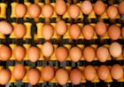 Kabinet gaat door eiercrisis getroffen boeren niet compenseren