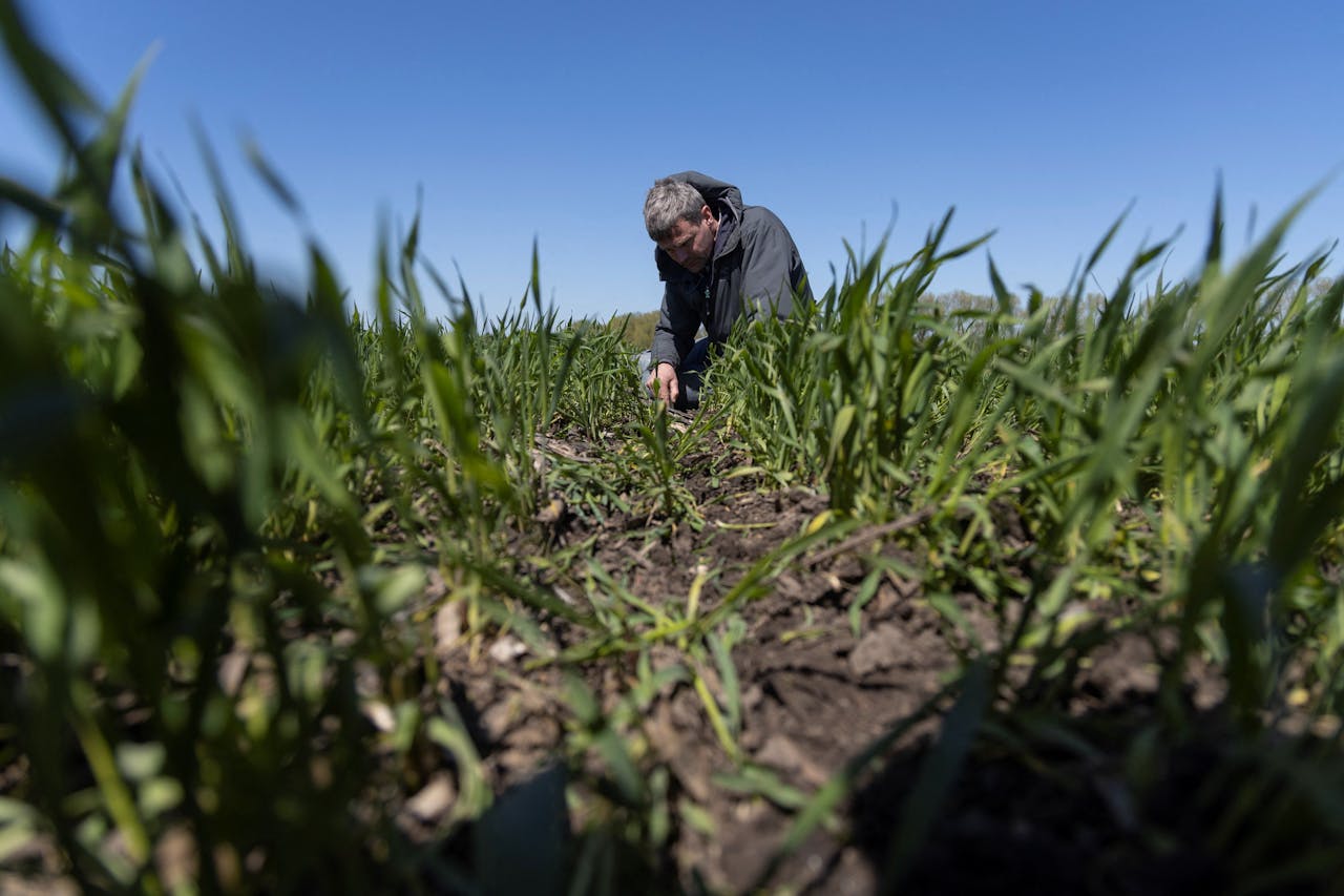 De Nederlandse boer Kees Huizinga bekijkt het resultaat van het zaaiproces op zijn bedrijf in Oekraïne.