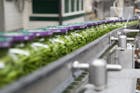 Groente- en peulvruchtenbedrijf HAK niet langer onderdeel van Russisch moederbedrijf KDV