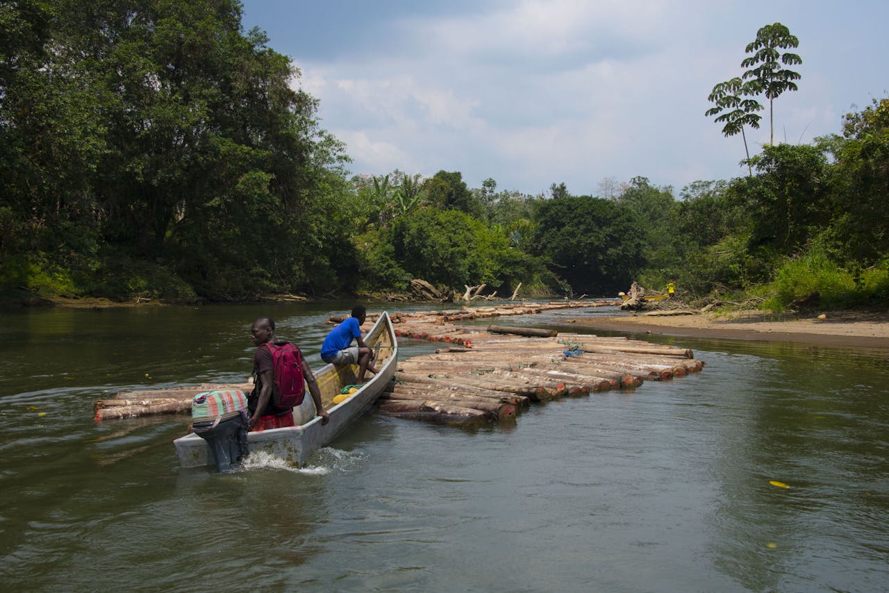 Boomstammen van balsahout worden getransporteerd over de Cayapas-rivier in de provincie Esmeraldas, Ecuador. Het balsahout steeg plotseling sterk in prijs, waardoor er een stormloop op de bomen ontstond.