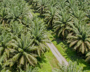 De trieste oogst van de oliepalm