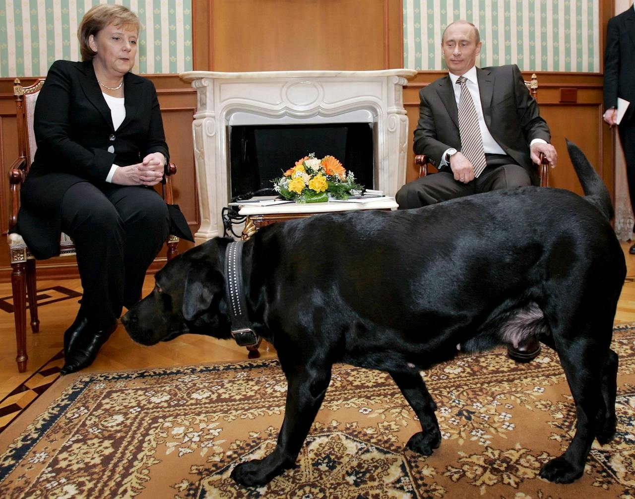 Intimideerde Poetin Merkel? ‘Ik hoop dat u niet bang bent voor mijn hond,’ zei de Russische president bij een treffen in in 2007. Poetin beweerde later dat hij niet wist dat Merkel bang is voor honden.