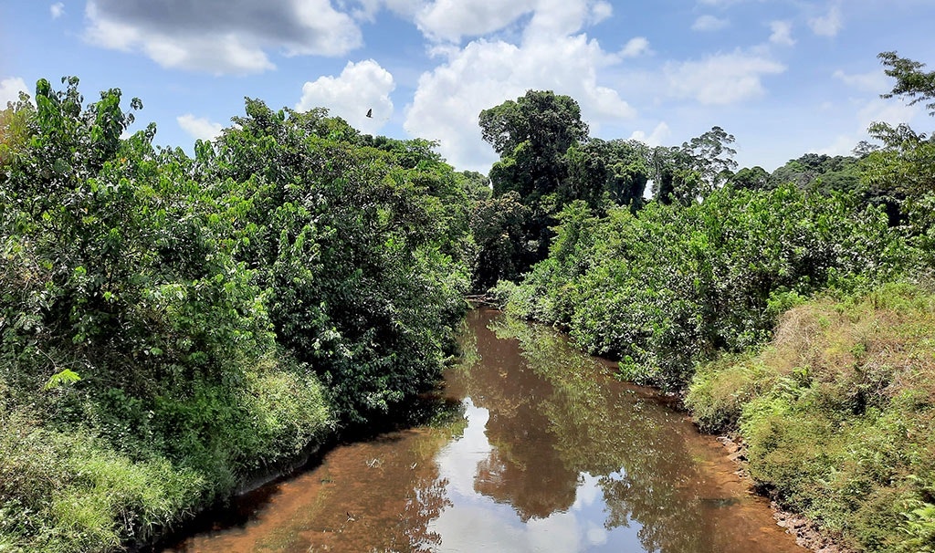In Liberia staat nog steeds relatief veel bos overeind. Door de burgeroorlog, die tot 2003 woedde, was het land lange tijd te gevaarlijk en te instabiel om te investeren in grote plantages.