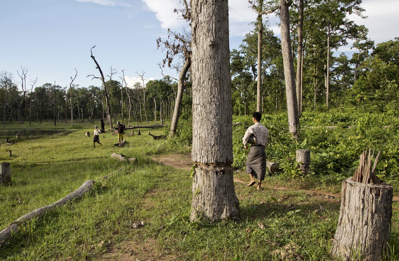 Milieuactivisten passeren in het noorden van Myanmar een oerwoud waar volgens hen illegaal teakbomen zijn gekapt, bestemd voor Chinese afnemers.