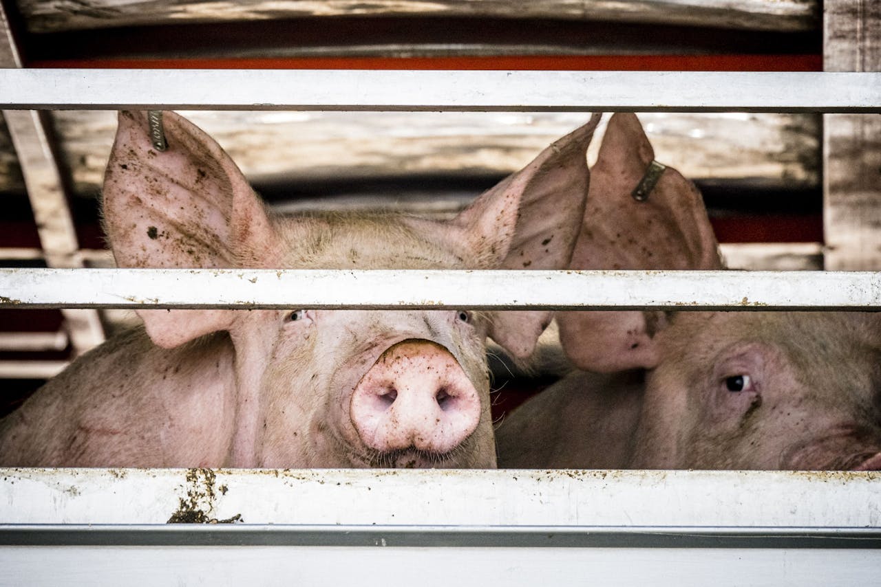 Varkens in het pand van vleesverwerker Vion in Boxtel, dat een van de Nederlandse slachthuizen is die worden getroffen door een Chinese importstop.