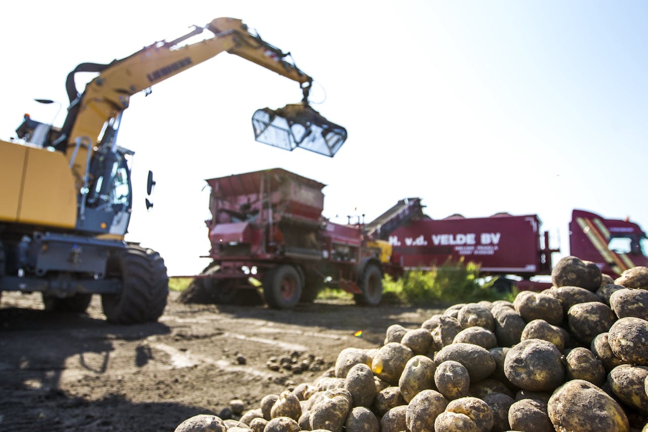 Aardappeloogst wordt in vrachtwagens geladen en naar de fabriek van Avebe gebracht. Avebe verwerkt al sinds enkele jaren met veel succes aardappelen tot eiwitten voor vleesvervangers.