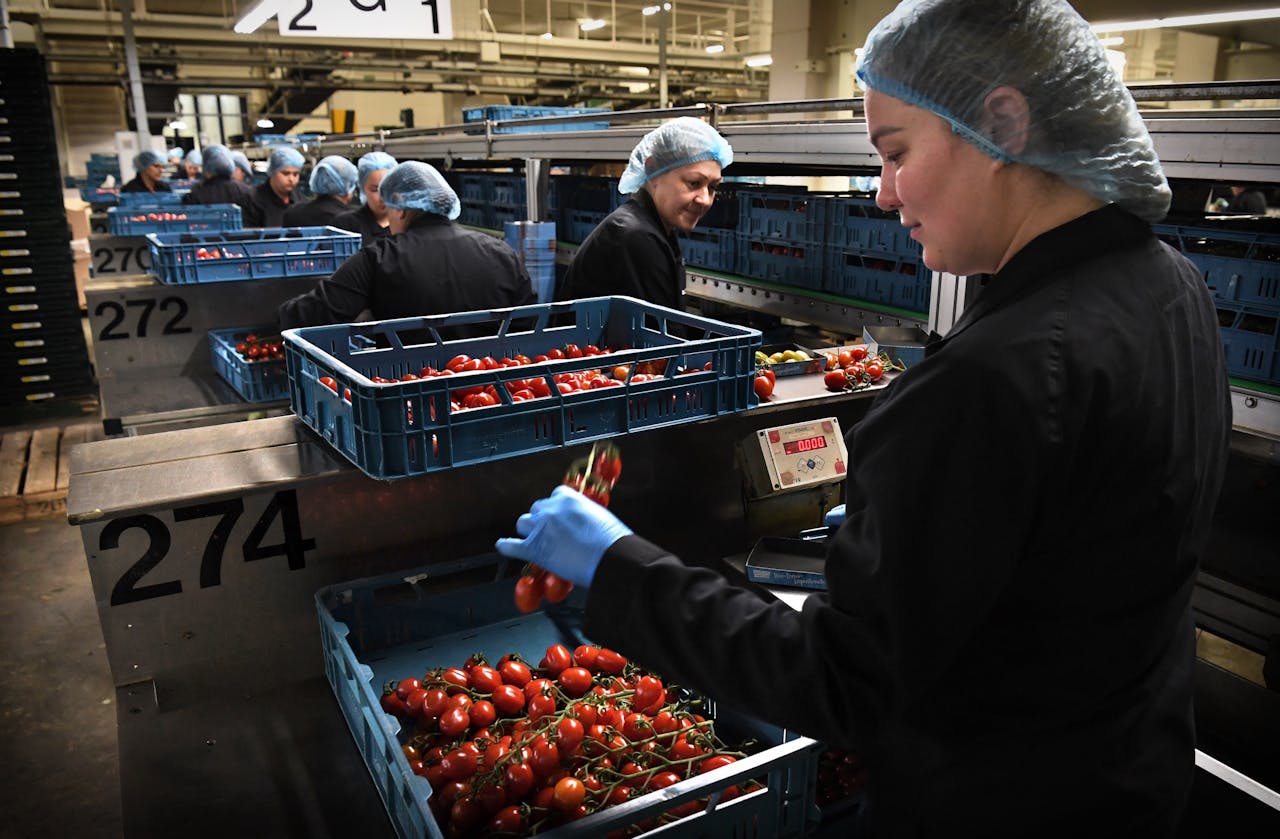 Oekraïense vluchtelingen sorteren tomaten bij Greenpack in Maasdijk.
